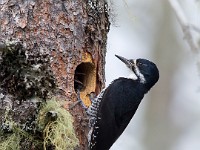 A2Z8189c  Black-backed Woodpecker (Picoides arcticus) - male by nest